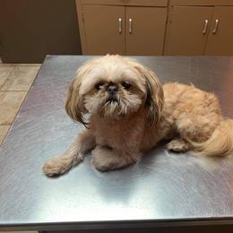 Shih Tzu Puppies from P&B Tzu Tribe