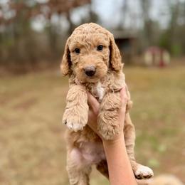 Miss Purple - Apricot female Goldendoodle puppy in Athens, Georgia from Moore Goldendoodles