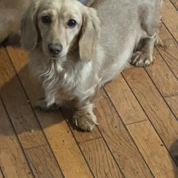 ButterBall - Dachshund