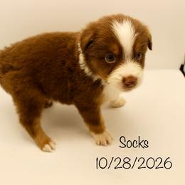 Boy 4 (Socks) - Red tri-color male Australian Shepherd puppy in Brooker, Florida from 🐾 The Great Bambino SunState Aussies!
