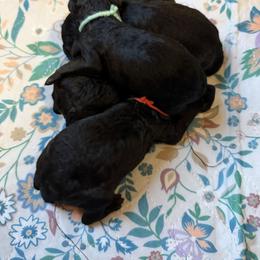 Goldendoodle Puppies from McCaslin's Doddles
