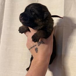 Gala - Sable female German Shepherd puppy in Beryl, Utah from Von Den Mächtigen Kennels