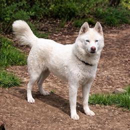 Gemini - Siberian Husky