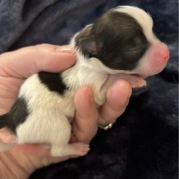 Ripple - Black and tan parti male Pomeranian puppy in Palatka, Florida from Sugarland Pomeranians