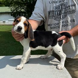 Dutton - Black tan and white male Beagle puppy in Lockney, West Virginia from S&T Kennels