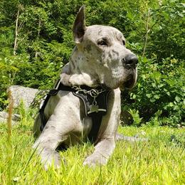 Eliot - Great Dane