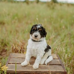 Shock - Black and white male Aussiedoodle puppy in Inman, South Carolina from Dark Corner Doodles
