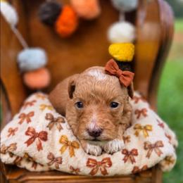 Marigold- can Christmas hold - female Cavapoochon puppy in Bullard, Texas from Cavapoochon Central LLC