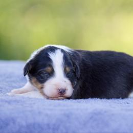 Btf - Black tri-color female Australian Shepherd puppy in Stephenville, Texas from Diamond H Aussies