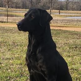 Spark - Labrador Retriever