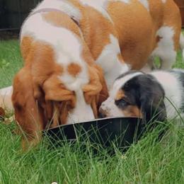 Basset Hounds from New England Bassets 100% European