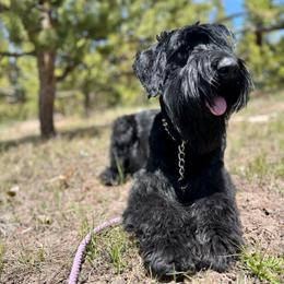 Bingo - Giant Schnauzer
