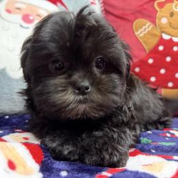 Shadow - Black and white male Mal-Shi puppy in Palm Coast, Florida from Fiesta Pups
