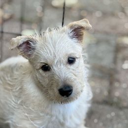 Pink girl - Wheaten female Scottish Terrier puppy in Worthington, Ohio from Capstone Scottish Terriers