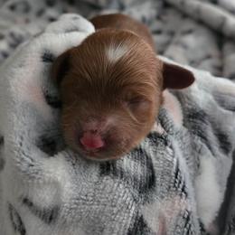Star - Red female Cockapoo puppy in Conklin, Michigan from Lake Michigan Couture Cavapoos & Cockapoos