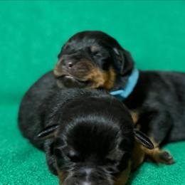 Yellow - Black and mahogany female Rottweiler puppy in Kissimmee, Florida from Macht Haus Rottweilers