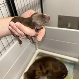 Classy's Solid Male - Chocolate and tan male Dachshund puppy in Rattan, Oklahoma from Burgett’s Barnyard Dachshunds