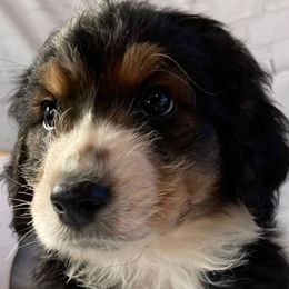 6 - Black tri-color male Aussiedoodle puppy in Tenino, Washington from Silvercreek Aussies and doodles