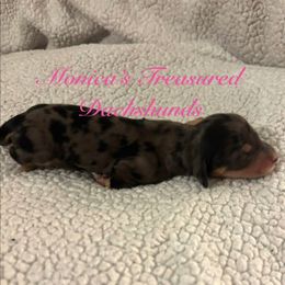 Girl 3 - Dapple female Dachshund puppy in Humble, Texas from Monica’s Treasured Dachshunds