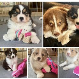 Australian Shepherd Puppies from Emerald Mists Australian Shepherds