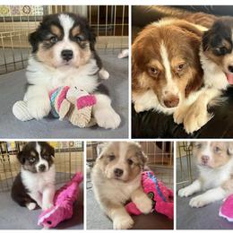 Australian Shepherd Puppies from Emerald Mists Australian Shepherds