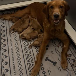 Golden Retriever Puppies from Golden Paws