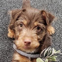 Sid - American Hunt Terrier