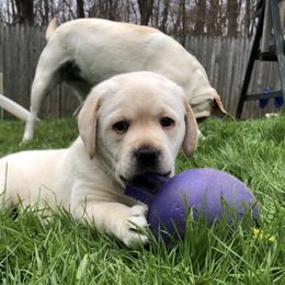 Jack Russell Terrier and Labrador Retriever Puppies from Will O Moor