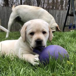 Jack Russell Terrier and Labrador Retriever Puppies from Will O Moor