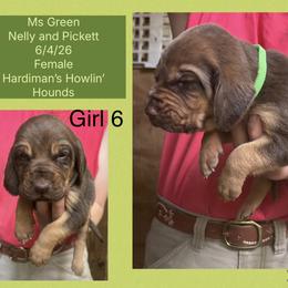 Bloodhound puppies from Hardiman’s Howlin’ Hounds