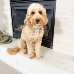 Darla - Goldendoodle