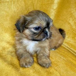Mikey (Michael) - Sable and white male Shih Tzu puppy in Oak Park, California from Boodaboo Shih Tzu’s