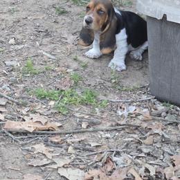 Basset Hound Puppies from Walkers Catuna Bassett Hounds