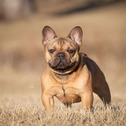 Val - French Bulldog
