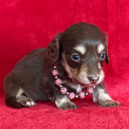 Rose - Chocolate and cream female Dachshund puppy in Lincoln, Arkansas from Red Dirt Dachshunds