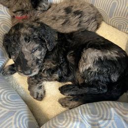 Juniper - Merle female Assorted Doodle Crosses puppy in Kansas City, Missouri from Beary GoldenDoodles