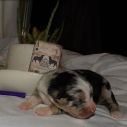Purple blue merle female - Blue merle female Miniature Australian Shepherd puppy in Elkhart, Texas from Donaldson Dogz