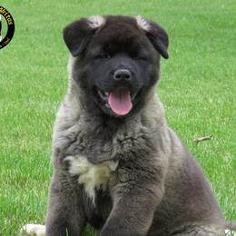 Akita Puppies from Audacious Akitas