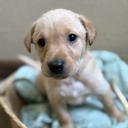 Yellow puppy 2 - Yellow male Labrador Retriever puppy in Le Center, Minnesota from Wild Acre Kennels