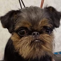 Brussels Griffons from Critter918
