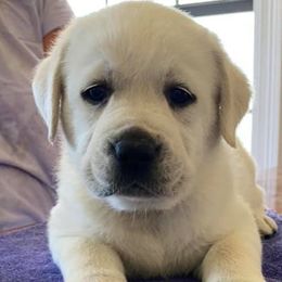 Labrador Retrievers from Kim Shaw's Labrador Retrievers