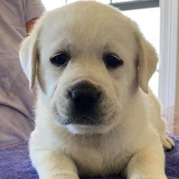 Labrador Retrievers from Kim Shaw's Labrador Retrievers