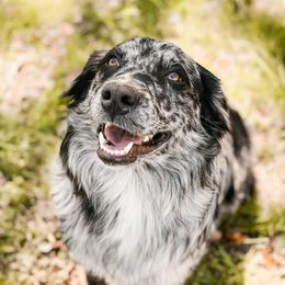 Rowdy - Australian Shepherd