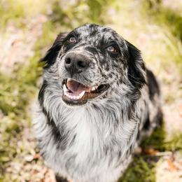 Rowdy - Australian Shepherd