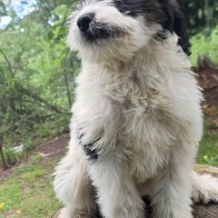 Saint Berdoodle and Saint Bernard Puppies from PNW Saint Berdoodles