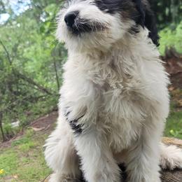 Saint Berdoodle and Saint Bernard Puppies from PNW Saint Berdoodles
