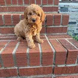 Rusty - Red  male Goldendoodle puppy in Chesnee, South Carolina from Megan’s Spoiled Standards