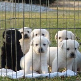 Labrador Retrievers from Accolade Labradors