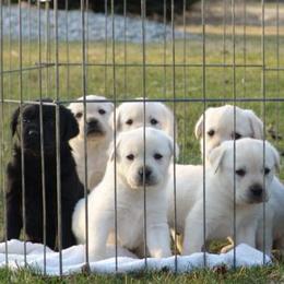 Labrador Retrievers from Accolade Labradors