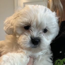 Noel - Black and white female Shihpoo puppy in Delaware, Ohio from 3 doodles’ littles